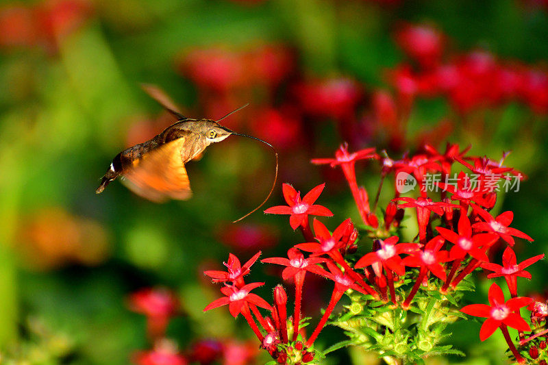 Pentas lanceolata和蜂鸟鹰蛾